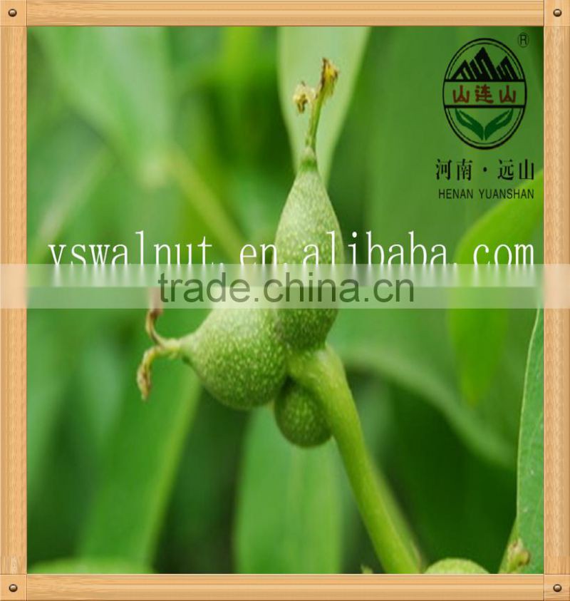 Wholesale organic walnut in shell price
