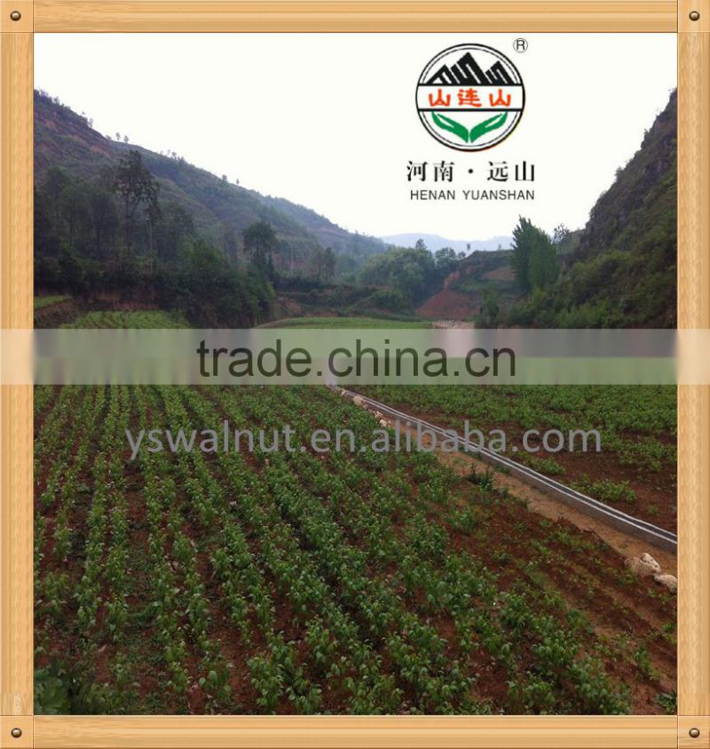 100% pure walnut oil