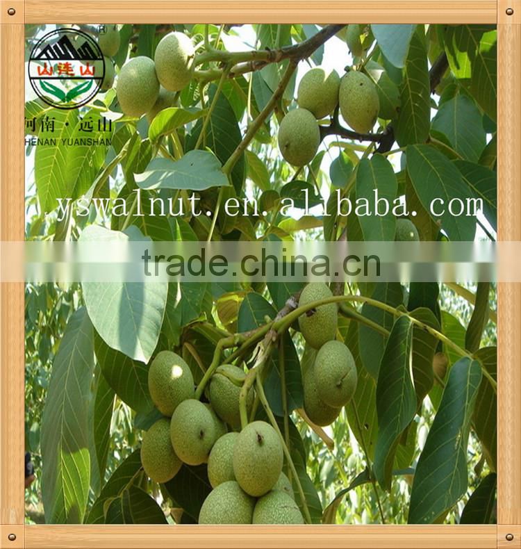 Wholesale 100% Organic Walnut Kernel
