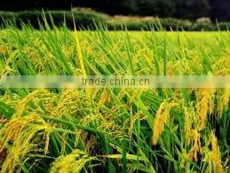 Organic Sticky Rice/Vietnam Glutinous Rice Good for your cooking