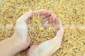 Vietnam shushi rice, round grain rice/ japonica rice - Factory Price