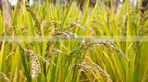 Vietnam shushi rice, round grain rice/ japonica rice - Factory Price