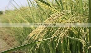 Organic Sticky Rice/Vietnam Glutinous Rice Good for your cooking