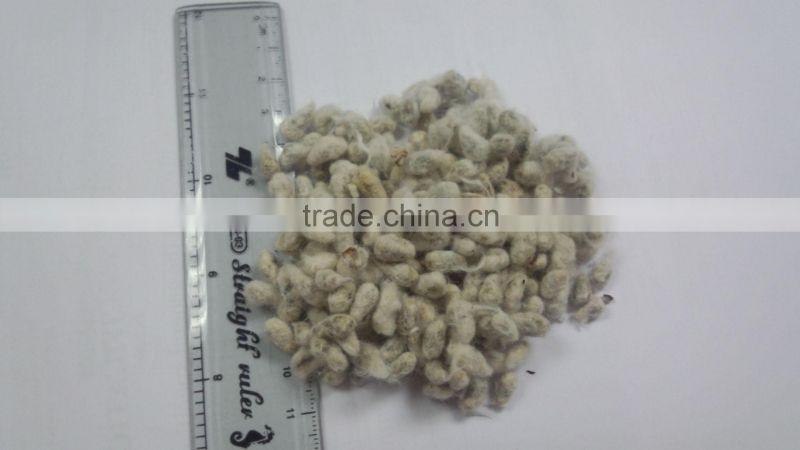 COTTON SEED PROTEIN FOR ANIMAL FEEDING