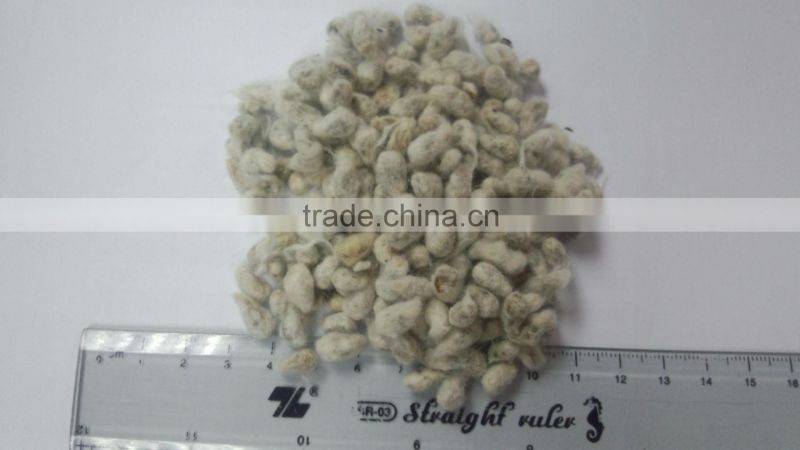 COTTON SEED PROTEIN FOR ANIMAL FEEDING