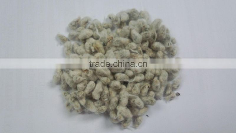 COTTON SEED PROTEIN FOR ANIMAL FEEDING