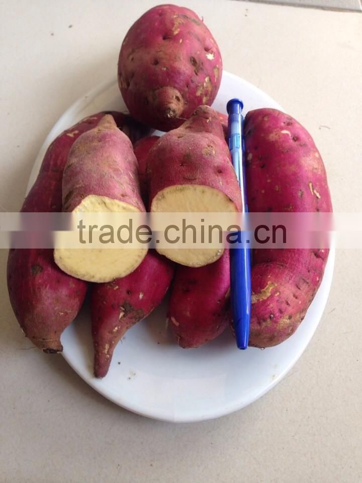 Export fresh Sweet potato for all market