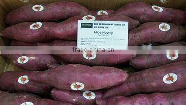 Sweet potato for all market