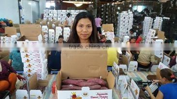 Sweet potato for all market