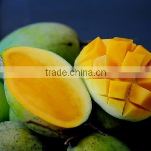 Vietnam's Fresh Mango / Mango Hoa Loc