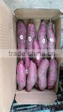 Sweet potato for all market