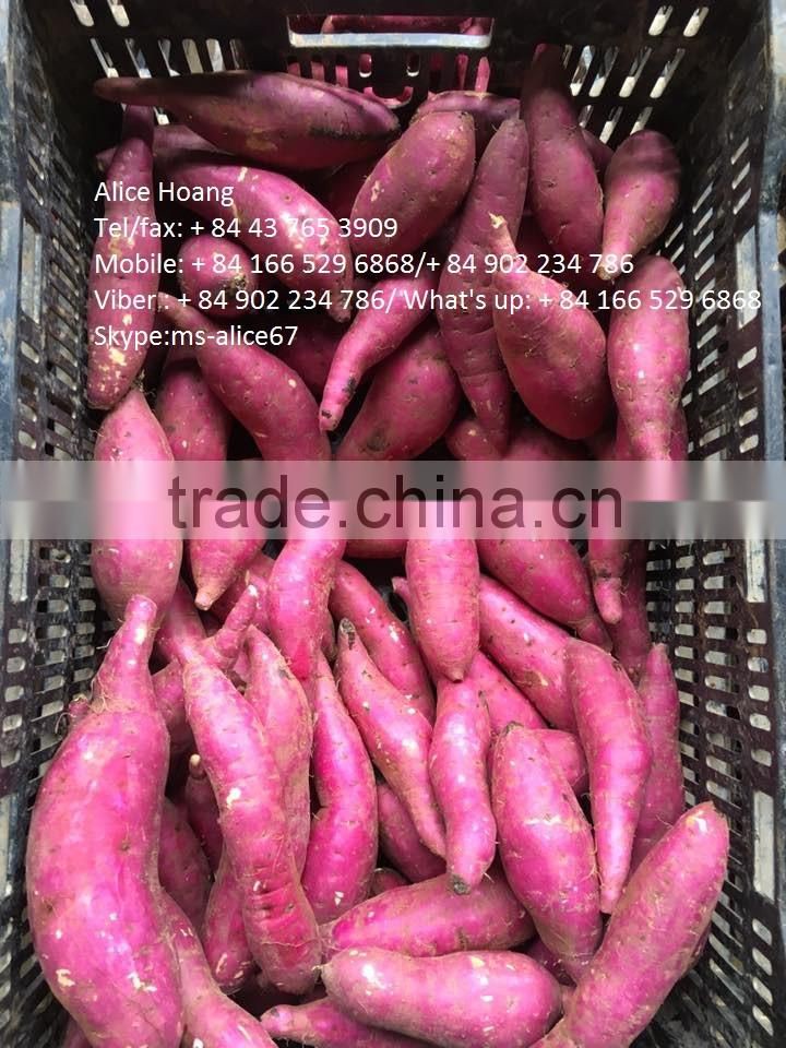 Sweet potato for all market