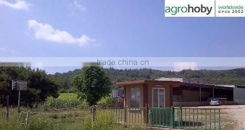 Best Natural Thyme Leaf from Turkey Thyme Price