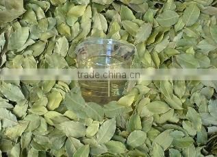 Laurel Bay Leaf Essential Oils , Laurel Oil
