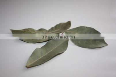 New season Bay Leaurel Leaf Turkish Origin Bay Leaf Bay Leaf