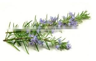Turkish Rosemary Best Quality Rosemary