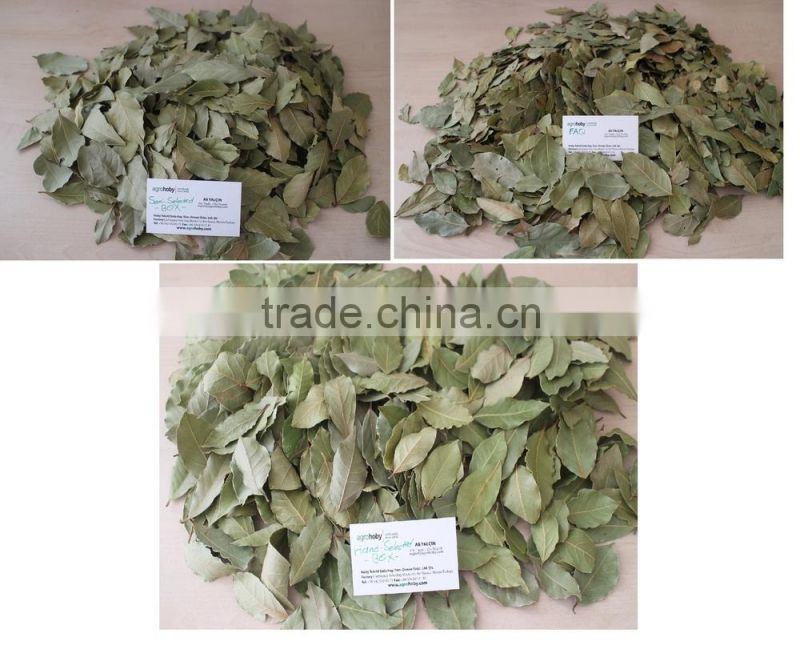New season Bay Leaurel Leaf Turkish Origin Bay Leaf Bay Leaf