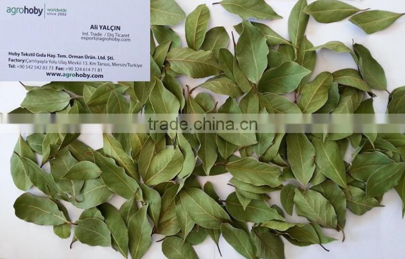 New season Bay Leaurel Leaf Turkish Origin Bay Leaf Bay Leaf