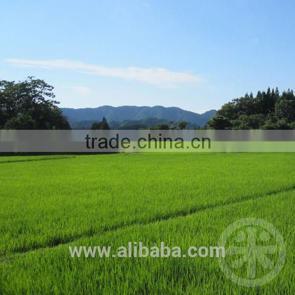 Famous organic japonica rice for Japanese cuisine with JAS certified