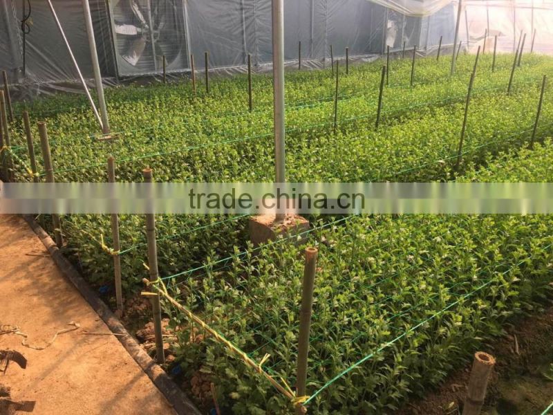 Polyethylene Daisy Net Gardening Net Agriculture climbing nets
