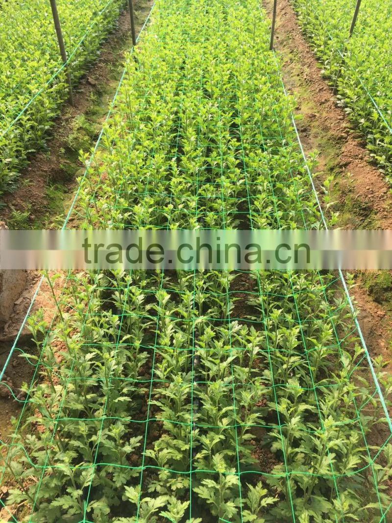 Polyethylene Daisy Net Gardening Net Agriculture climbing nets