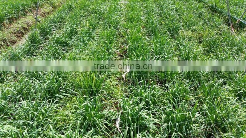 Manufacturers Square Hole Orchards Polyethylene Game Bird Netting