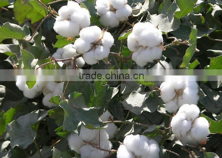 cotton seeds 100% natural raffinose,pure sweeteners Raffinose hydrate,512-69-6
