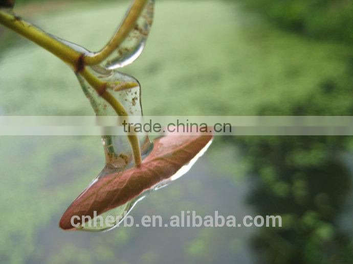 Dried water shield,Brasenia schreberi,Chara,Lindleyana,Folium braseniae schreberi,Chun cai,Chuncai