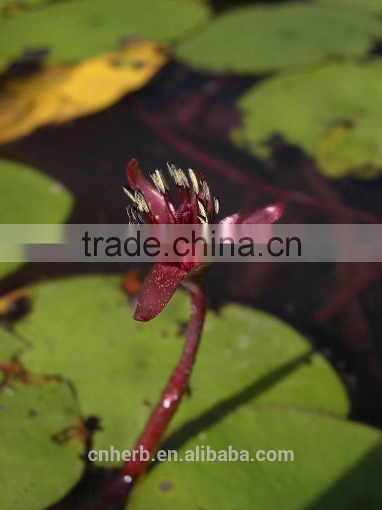 Dried water shield,Brasenia schreberi,Chara,Lindleyana,Folium braseniae schreberi,Chun cai,Chuncai