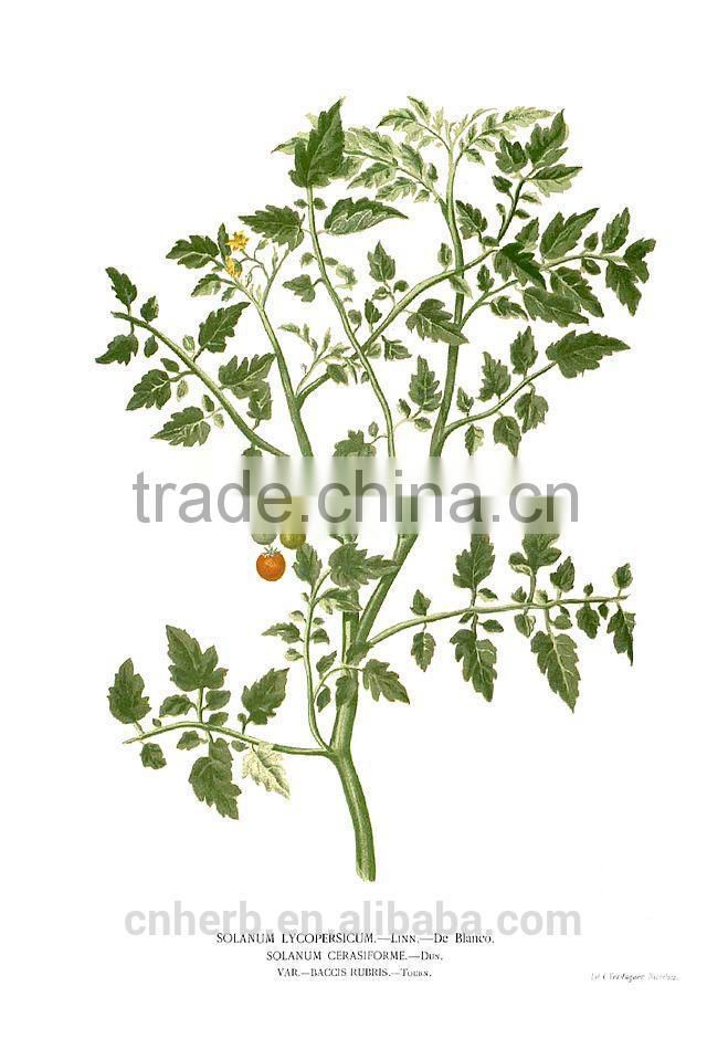 Dried Tomato powder,Tomato plant,Solanum lycopersicum,Lycopersicum esculentum,Love apple,Tomatoes,Apple of love,Kamatis,Fan qie,