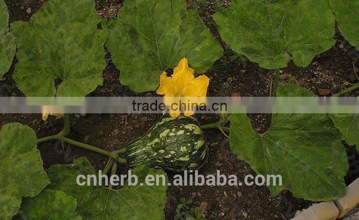 Dried Cushaw seed husk,Squash seed shell,Pumpkin seeds case,Semen cucurbitae,semina,Forage,Fodder,Feed,Feedingstuff,Feedstuff