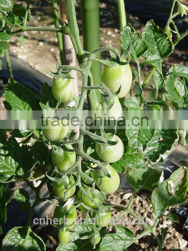 Dried Tomato powder,Tomato plant,Solanum lycopersicum,Lycopersicum esculentum,Love apple,Tomatoes,Apple of love,Kamatis,Fan qie,