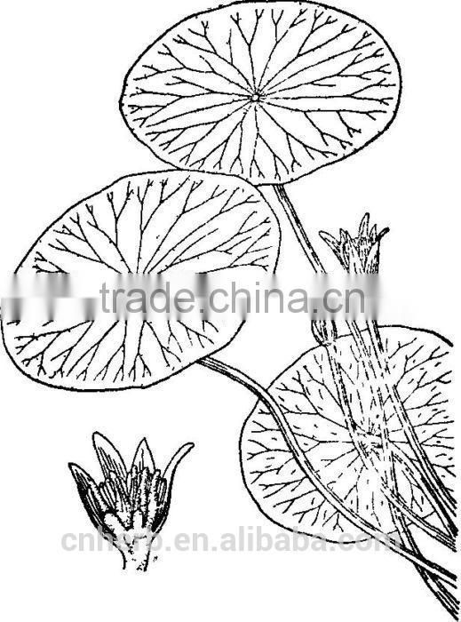 Dried water shield,Brasenia schreberi,Chara,Lindleyana,Folium braseniae schreberi,Chun cai,Chuncai