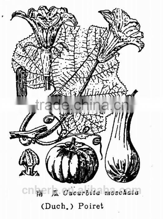 Dried Cushaw seed husk,Squash seed shell,Pumpkin seeds case,Semen cucurbitae,semina,Forage,Fodder,Feed,Feedingstuff,Feedstuff