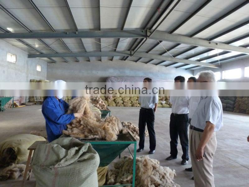 Dehaired camel hair from Alashan, Inner Mongolia