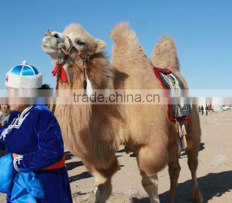 100% pure camel wool from Inner Mongolia