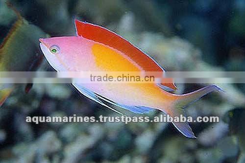 For Marine Fish Artificial Aquarium Live Rock