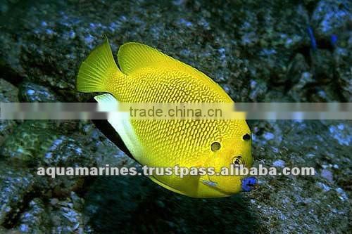 For Marine Fish Artificial Aquarium Live Rock