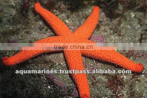 For Marine Fish Artificial Aquarium Live Rock