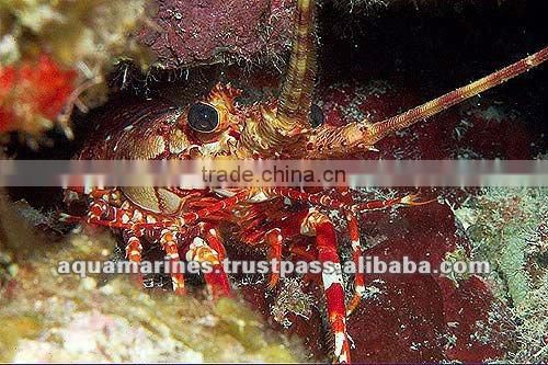 Sri Lanka Tropical Fish Aquarium Fish Ornamental Fish