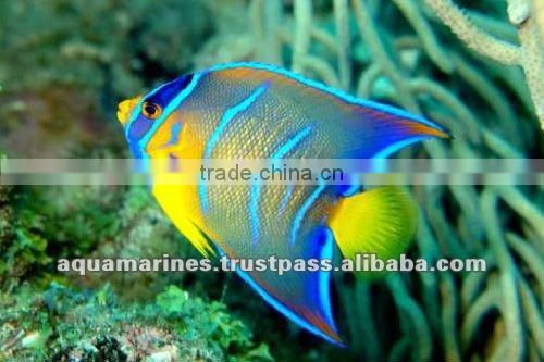 For Marine Fish Artificial Aquarium Live Rock