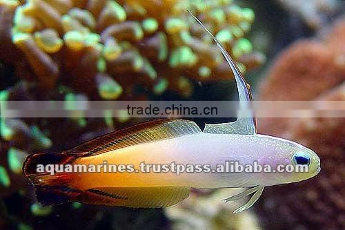 For Marine Fish Artificial Aquarium Live Rock