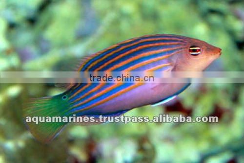 For Marine Fish Artificial Aquarium Live Rock