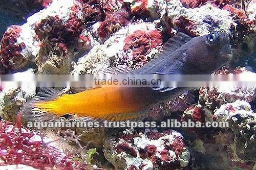 For Marine Fish Artificial Aquarium Live Rock