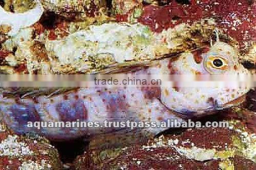 Sri Lanka Tropical Fish Aquarium Fish Ornamental Fish