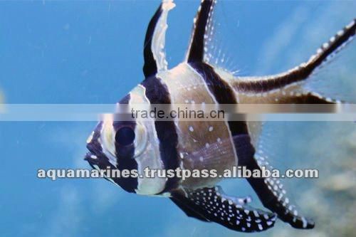 For Marine Fish Artificial Aquarium Live Rock