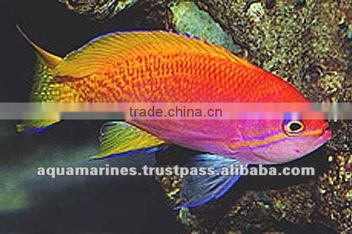 For Marine Fish Artificial Aquarium Live Rock