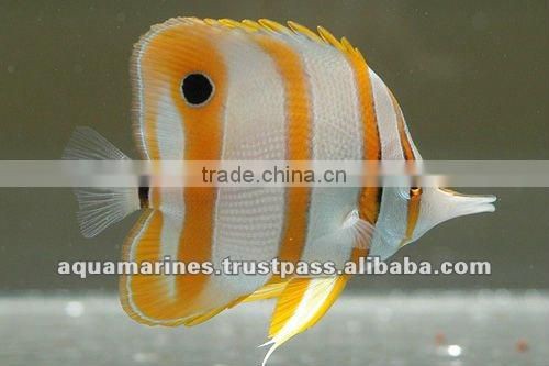 For Marine Fish Artificial Aquarium Live Rock