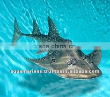 Sri Lanka Tropical Fish Aquarium Fish Ornamental Fish