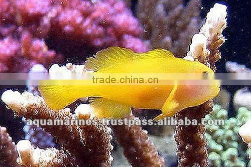 For Marine Fish Artificial Aquarium Live Rock